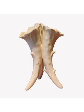 Vtg Czechoslovakia Tripod Cornucopia Vase Creamy White Ceramic Porcelain 6.75"